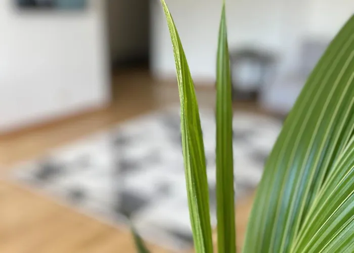 Sloneczny Lokietka Sopot